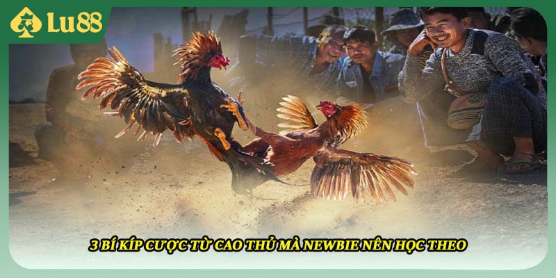 3 bí kíp cược từ cao thủ mà newbie nên học theo