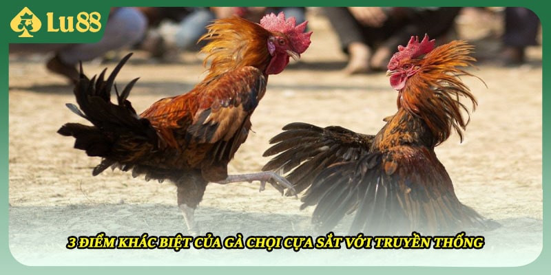 3 điểm khác biệt của gà chọi cựa sắt với truyền thống