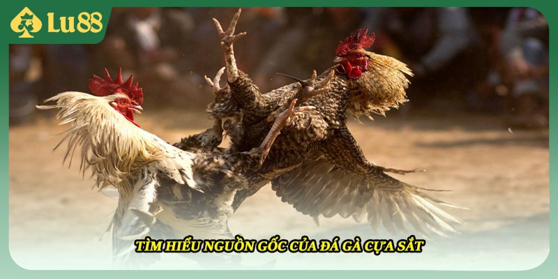 Tìm hiểu nguồn gốc của đá gà cựa sắt